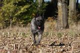 BOUVIER DES ARDENNES 280